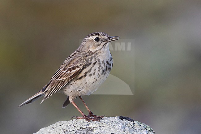 Meadow Pipit - Wiesenpieper - Anthus pratensis ssp. pratensis, Russia stock-image by Agami/Ralph Martin,