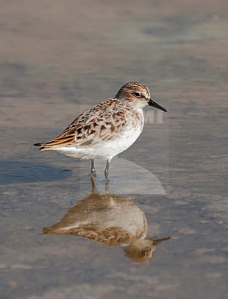 Volwassen Kleine Strandloper; Adult Little Stint stock-image by Agami/Roy de Haas,