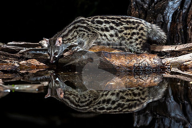 Common Genet (Genetta genetta) in Spain stock-image by Agami/Oscar Díez,