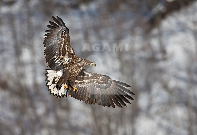 Zeearend onvolwassen; White-tailed Eagle immature stock-image by Agami/Marc Guyt,