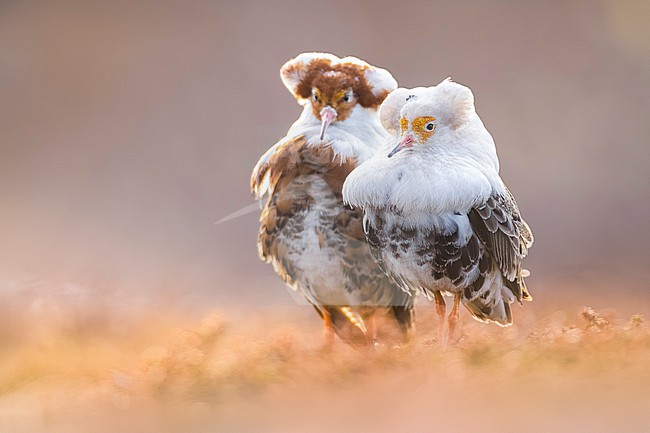 Adult male Ruff (Philomachus pugnax) in Norway. stock-image by Agami/Daniele Occhiato,