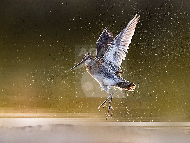 Common Snipe (Gallinago gallinago) in Italy. stock-image by Agami/Daniele Occhiato,
