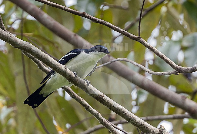Black-browed Triller (Lalage atrovirens) in West Papua, Indonesia. stock-image by Agami/Pete Morris,