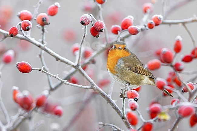 European Robin, Erithacus rubecula, in Italy. stock-image by Agami/Daniele Occhiato,