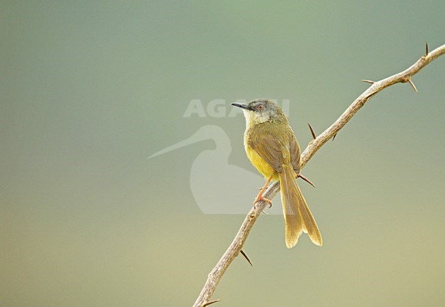 Geelbuikprinia perched on a branch, Yellow-bellied Prinia zittend op tak stock-image by Agami/Pete Morris,