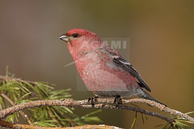 Man Haakbek zittend op tak, Male Pine Grosbeak perched on branch stock-image by Agami/Arie Ouwerkerk,