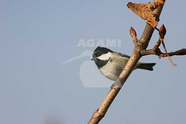 Zwarte Mees zittend op tak; Coal Tit perched on branch stock-image by Agami/Menno van Duijn,
