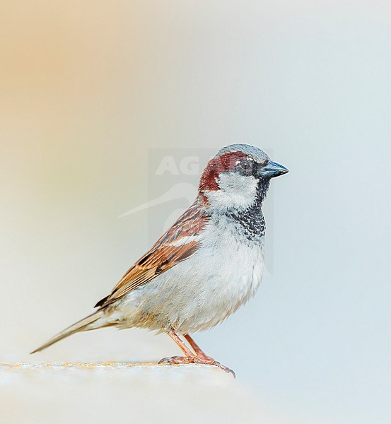 Adult male House Sparrow, Passer domesticus, in Castile et León Spain. stock-image by Agami/Marc Guyt,