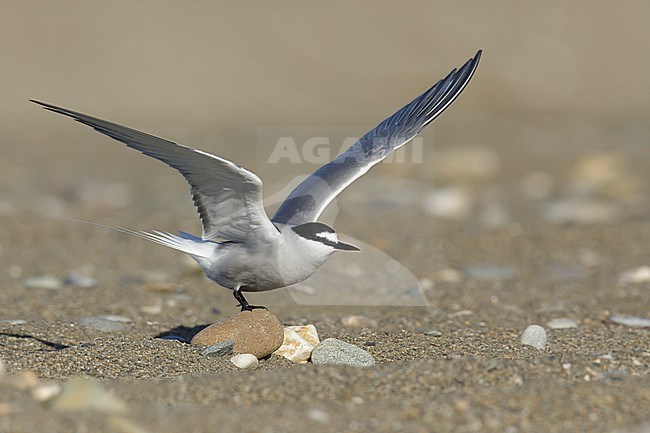 Adult breeding
Seward Peninsula, AK
June 2018 stock-image by Agami/Brian E Small,