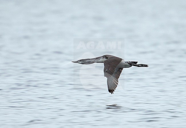 Migrating Red-throated Diver (Gavia stellata) over the North Sea of the Netherlands. stock-image by Agami/Kris de Rouck,