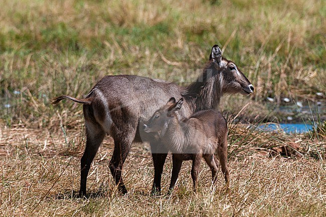 A female waterbuck, Kobus ellipsiprymnus, and her calf. Khwai Concession Area, Okavango Delta, Botswana. stock-image by Agami/Sergio Pitamitz,