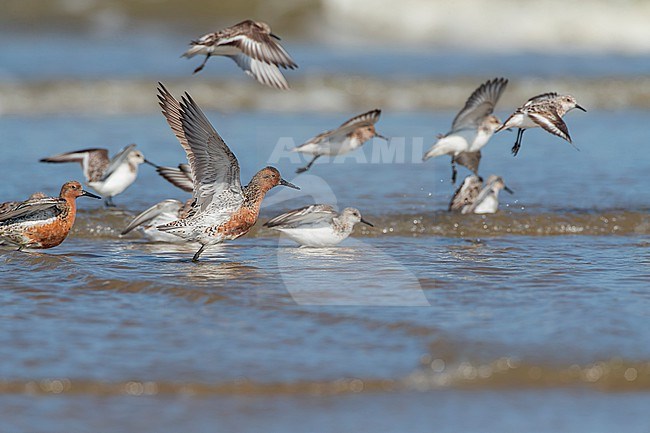 Sumer plumaged Red Knots, Calidris canutus, on the North Sea beach of Katwijk, Netherlands. Together with Sanderlings. stock-image by Agami/Marc Guyt,