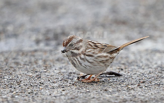 Song Sparrow (Melospiza melodia melodia)  at Mahwah in New Jersey, USA. Standing on the ground. stock-image by Agami/Helge Sorensen,