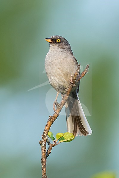  stock-image by Agami/Brian E Small,