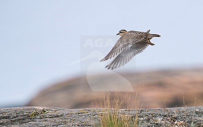 Juvenile Eurasian Dotterel (Charadrius morinellus) in flight, photo from behind showing wings above. Finland stock-image by Agami/Markku Rantala,