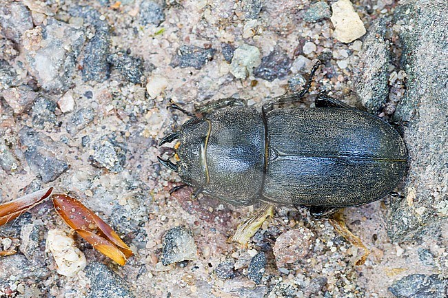 Dorcus parallelipipedus - Lesser stag beetle -  Balkenschröter, Germany, imago stock-image by Agami/Ralph Martin,