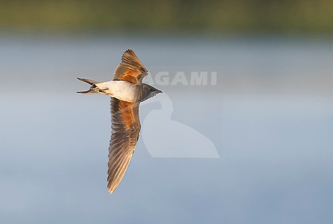 Adult Collared Pratincole (Glareola pratincola) in winter plumage flying, photo below. Israel stock-image by Agami/Markku Rantala,