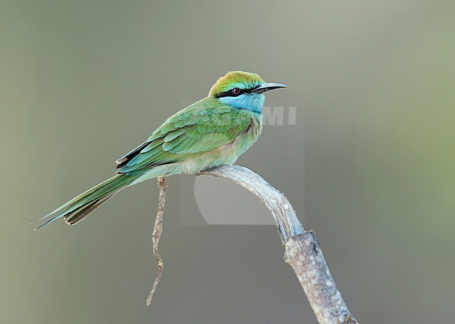 Little Green Bee-eater(Merops orientalis) stock-image by Agami/Dick Forsman,