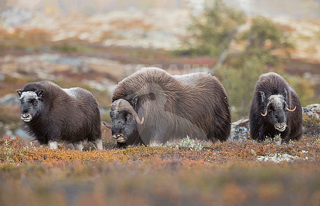 Muskox (Ovibos moschatus) in the Dovrefjell in Norway. An Arctic hoofed mammal of the family Bovidae introduced in parts of Scandinavia. stock-image by Agami/Alain Ghignone,