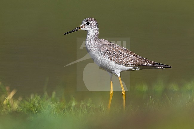 Lesser Yellowlegs (Tringa flavipes) on the Azores. A scarce transcontinental vagrant to Europe. stock-image by Agami/Daniele Occhiato,