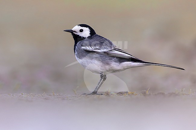 Pied Wagtail, Motacilla yarrellii, in Italy. stock-image by Agami/Daniele Occhiato,