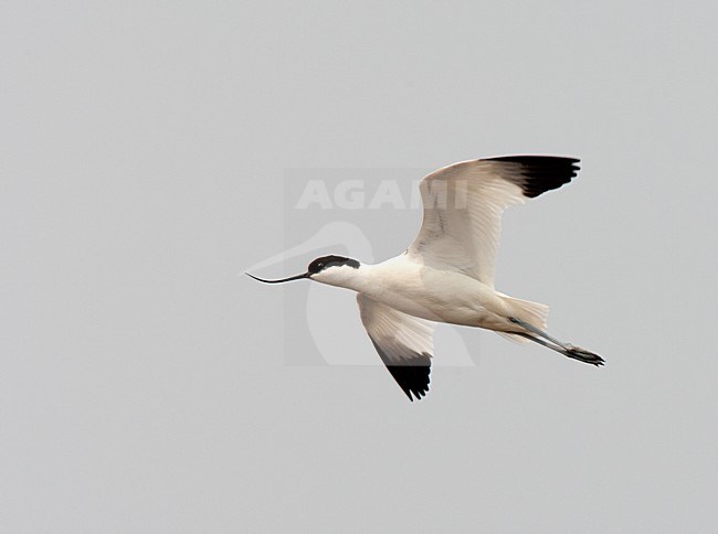 Vliegende Kluut, Pied Avocet in flight stock-image by Agami/Roy de Haas,