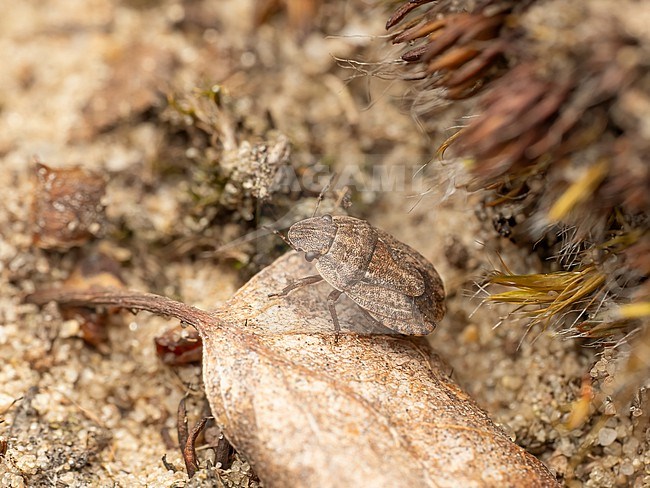 Sciocoris cursitans blending in in it's surroundings stock-image by Agami/Arnold Meijer,