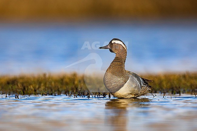 Male Garganey (Spatula querquedula) in Italy. stock-image by Agami/Daniele Occhiato,