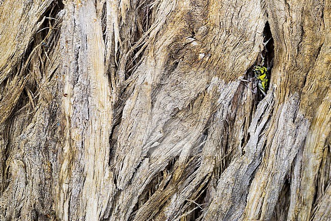 Xylotrechus namanganensis, Tajikistan, imago stock-image by Agami/Ralph Martin,