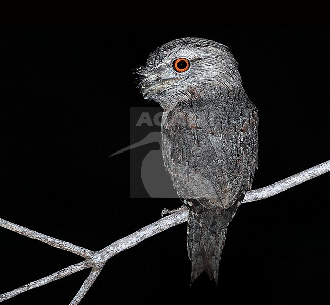 Tawny Frogmouth (Podargus strigoides) at Karumba in Queensland, Australia. stock-image by Agami/Aurélien Audevard,