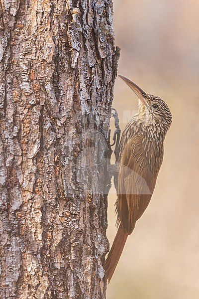 Ivory-billed Woodcreeper (Xiphorhynchus flavigaster) in mexico stock-image by Agami/Dubi Shapiro,