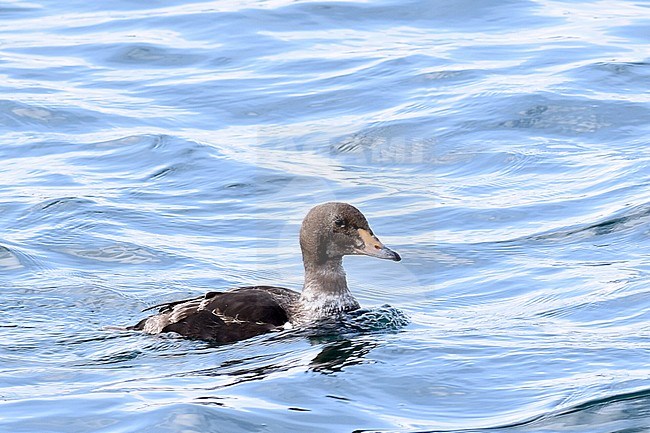 First-summer male King Eider (Somateria spectabilis) swimming in harbour in north Norway. stock-image by Agami/Laurens Steijn,