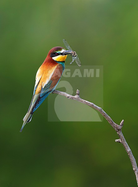 European Bee-eater, Merops apiaster, in Hungary during spring. stock-image by Agami/Marc Guyt,