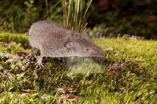 Huisspitsmuis op de grond; Greater White-toothed Shrew on the ground stock-image by Agami/Theo Douma,