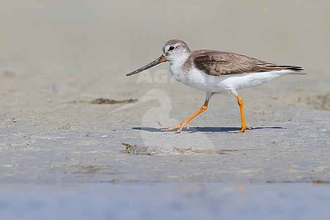 Terek Sandpiper - Terekwasserläufer - Xenus cinereus, Oman, nonbreeding stock-image by Agami/Ralph Martin,