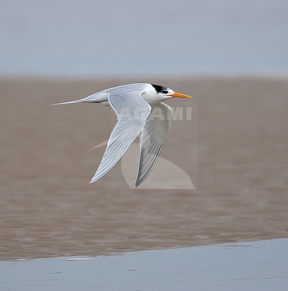 Adult Lesser Crested Tern (Sterna bengalensis) in flight over sandy beach in Middle East. stock-image by Agami/Bas van den Boogaard,