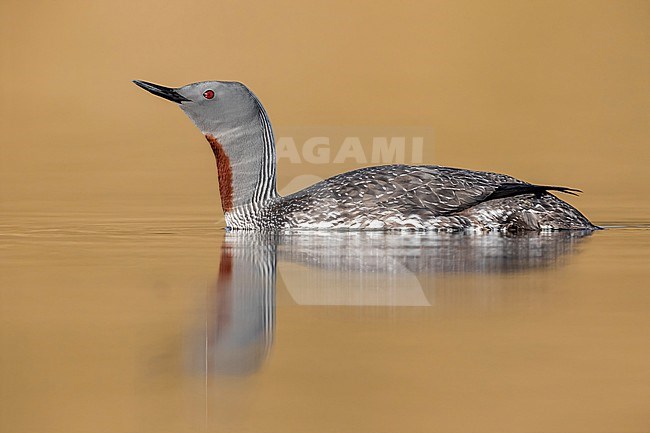 Red-throated Loon (Gavia stellata), sideview of an adult in breeding plumage, Western Region, Iceland stock-image by Agami/Saverio Gatto,