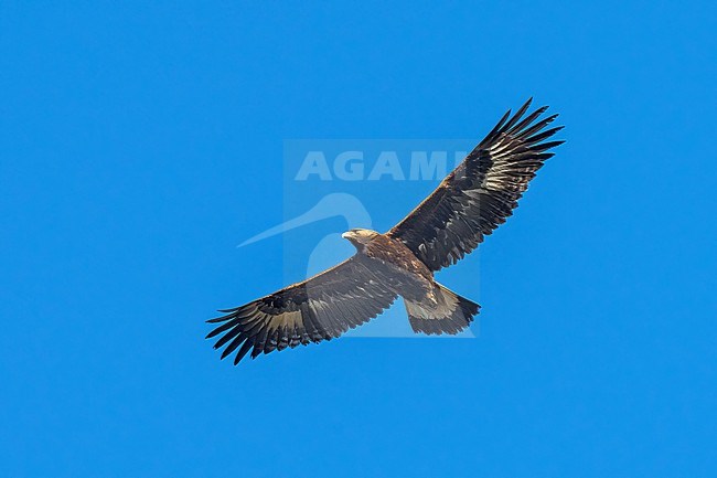 Immature
Santa Barbara Co., CA
November 2021 stock-image by Agami/Brian E Small,