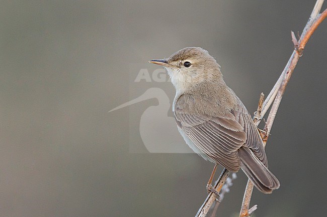 Syke's Warbler - Steppenspötter - Iduna rama, Kazakhstan stock-image by Agami/Ralph Martin,