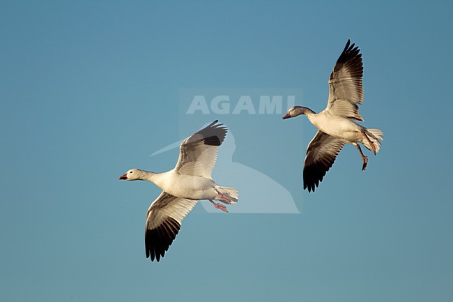 Sneeuwganzen in de vlucht; Snow Geese in flight stock-image by Agami/Danny Green,