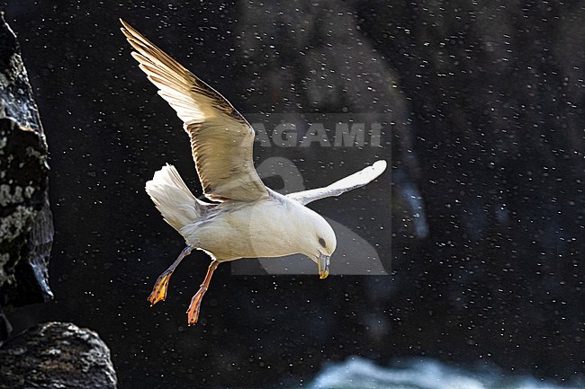 Northern Fulmar (Fulmarus glacialis auduboni) at the coastal breeding colony on Iceland. Photographed with backlight. stock-image by Agami/Daniele Occhiato,