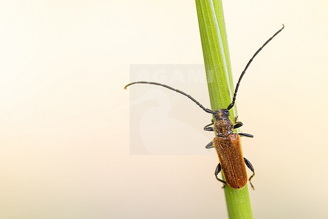 Anisarthron barbipes - Rosthaar-Bock, Germany (Baden-Württemberg), imago stock-image by Agami/Ralph Martin,