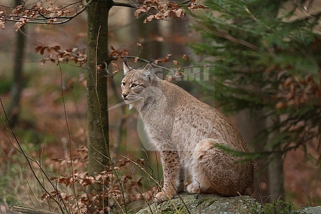 Portrait of European lynx, Lynx lynx, sitting on a boulder in a scenic forest. Bayerischer Wald National Park, Bavaria, Germany. stock-image by Agami/Sergio Pitamitz,