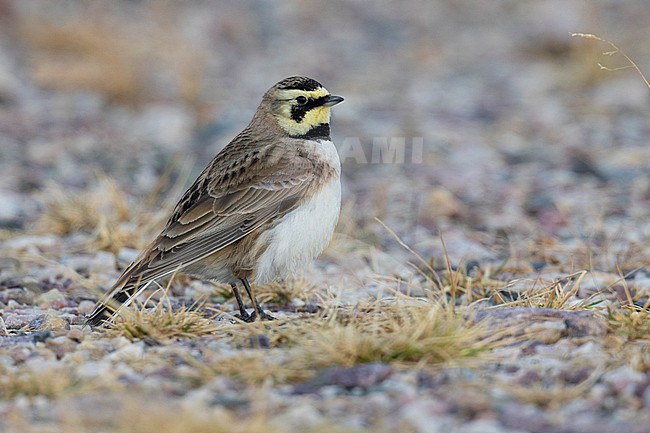 Shore Lark (Eremophila alpestris flava), side view of an adult female standing on the ground, Finnmark, Norway stock-image by Agami/Saverio Gatto,