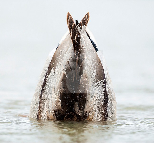 Wilde Eend man duikend; Mallard male diving stock-image by Agami/Marc Guyt,