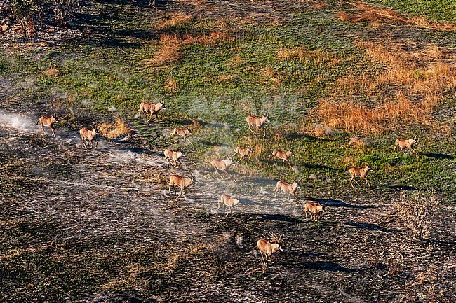 Aerial view of roan antelopes, Hippotragus equinus, running. Okavango Delta, Botswana. stock-image by Agami/Sergio Pitamitz,