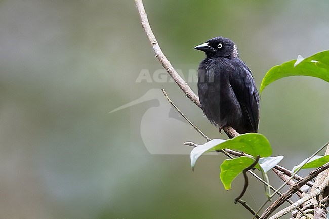Maxwell's Black Weaver (Ploceus albinucha) perched on a branch in a rainforest in Ghana. stock-image by Agami/Dubi Shapiro,