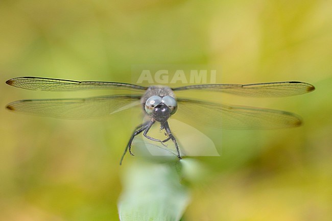 Male Blue Chaser stock-image by Agami/Wil Leurs,