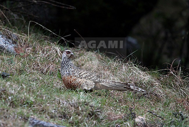 Cheer pheasant or Wallich's pheasant (Catreus wallichii) mail in the gras stock-image by Agami/James Eaton,