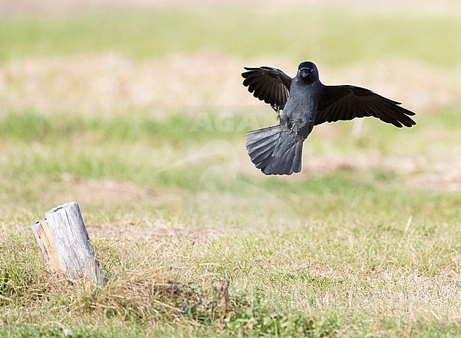 Kauw; Western Jackdaw (Corvus monedula) stock-image by Agami/Marc Guyt,